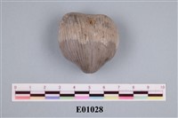 藏品(石燕及其他腕足動物)的圖片